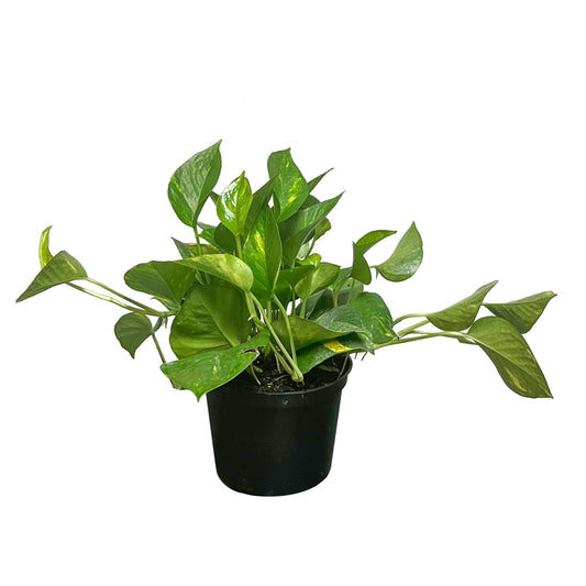 Golden Pothos Ivy Plant Live Plant