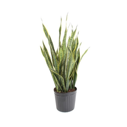 Sansevieria Laurentii In Pot