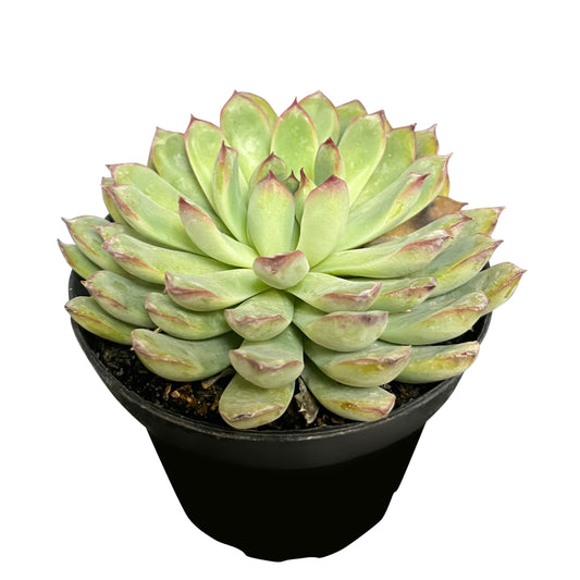 Echeveria Pulidonis Live Succulent Plant Shipping