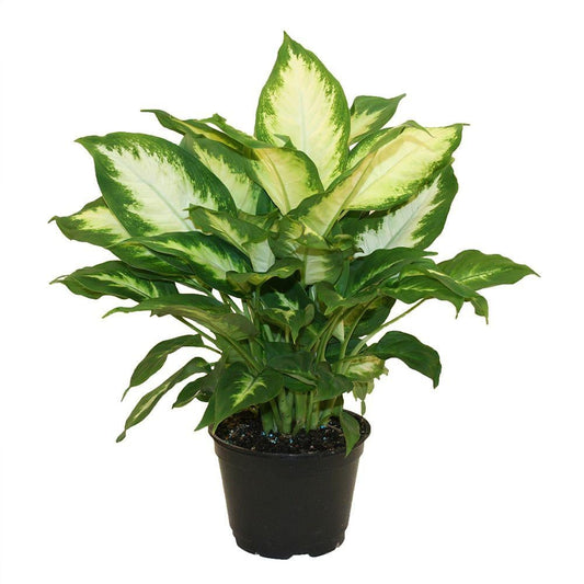 Dieffenbachia Plant