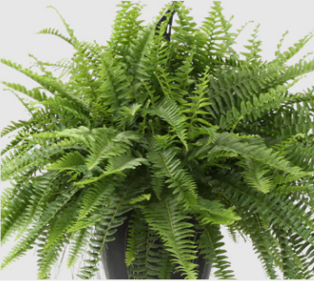 Boston Fern