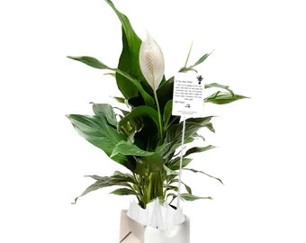 With Peace, Lily Plant 6'' Live Indoor Peace Lily Plant Spathiphyllum