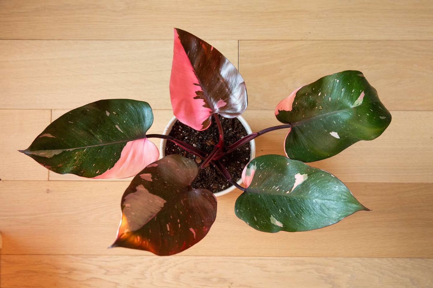 Pink Princess Philodendron Plant