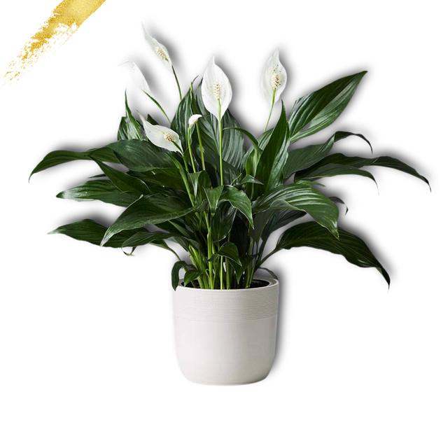 10" Peace Lily
